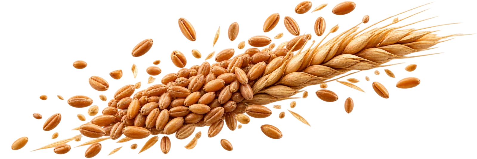 KHAPLI WHEAT