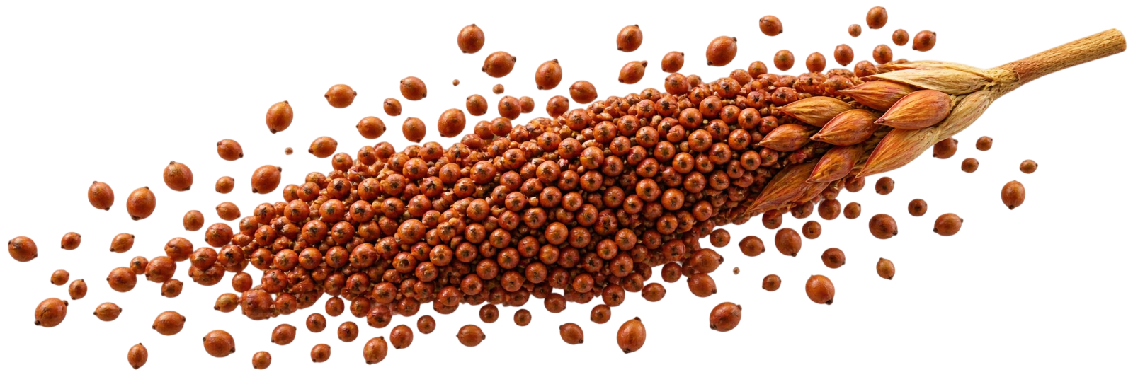 RAGI