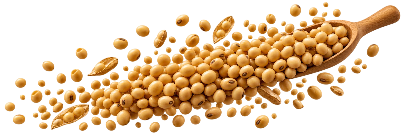 SOYABEAN