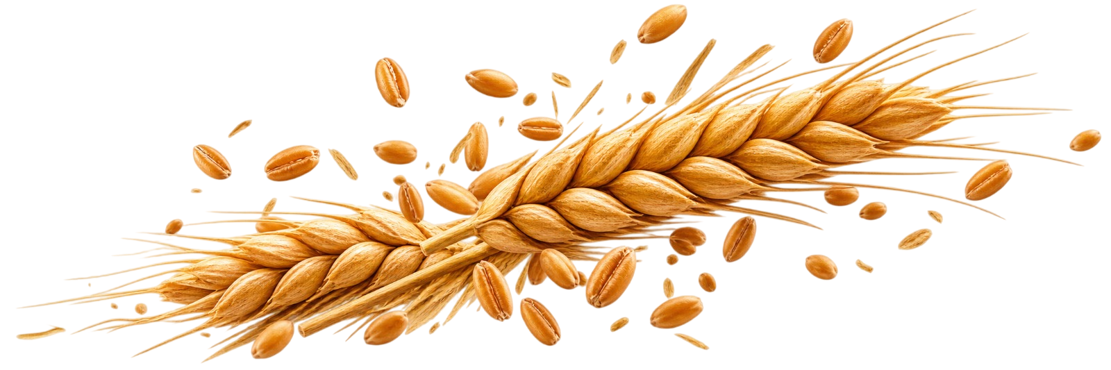 WHOLE WHEAT